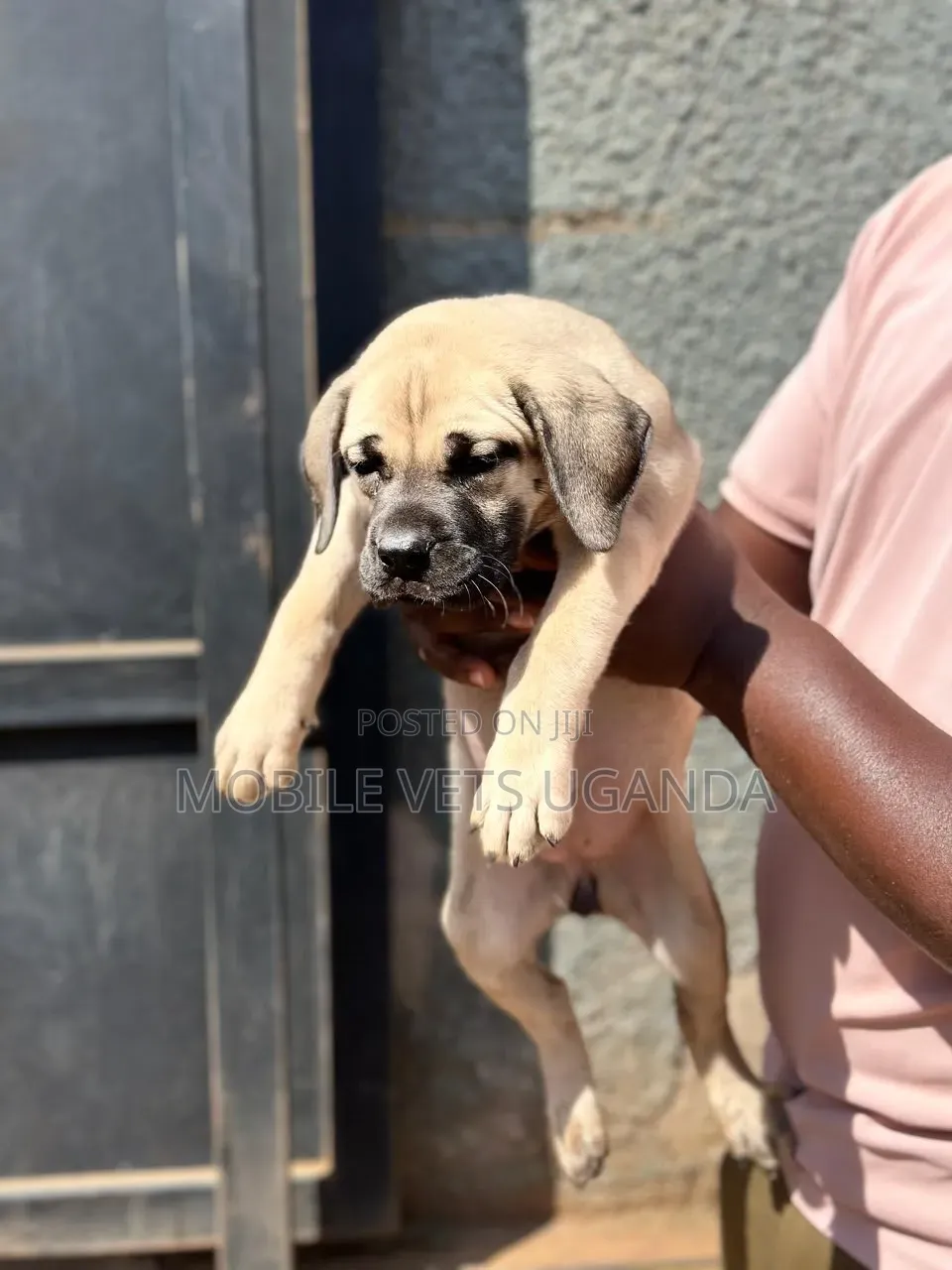 1-3 months Male Purebred Boerboel