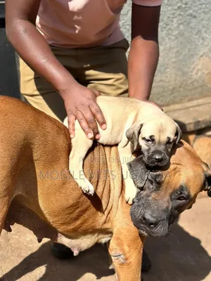 0-1 month Female Purebred Boerboel