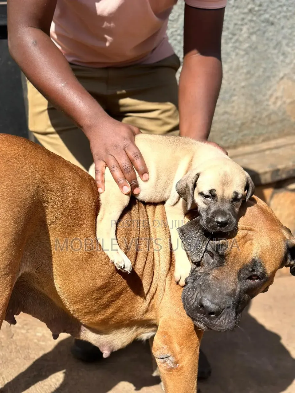 0-1 month Female Purebred Boerboel