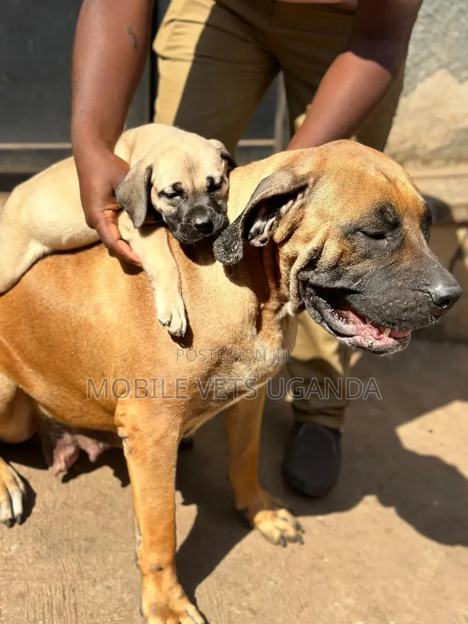 0-1 month Female Purebred Boerboel