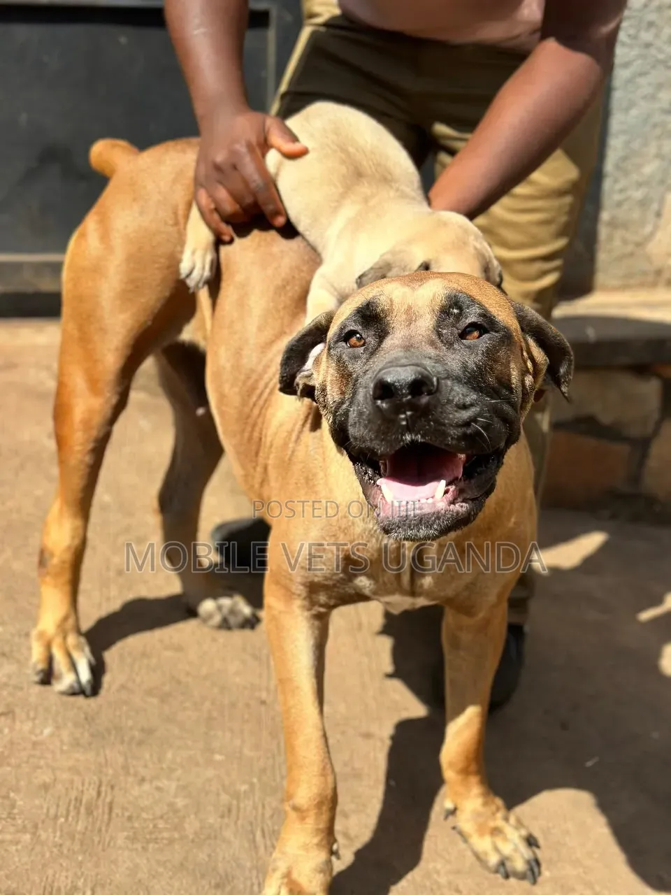 1-3 months Female Purebred Boerboel