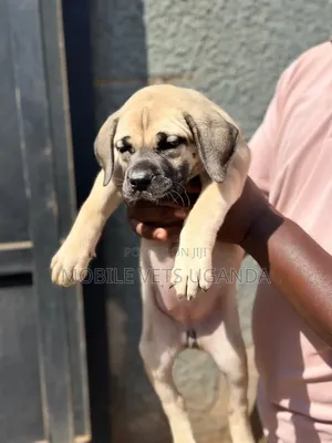 0-1 month Female Purebred Boerboel