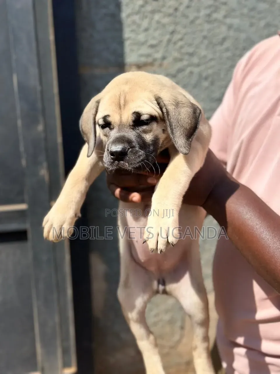 0-1 month Female Purebred Boerboel