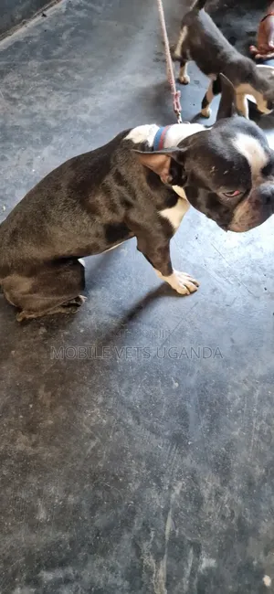 1-3 months Male Purebred French Bulldog