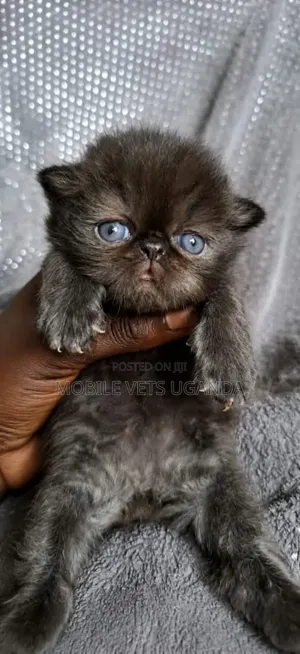 0-1 month Female Purebred Persian