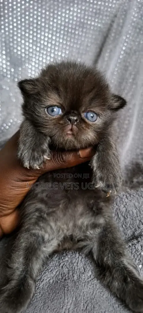 0-1 month Female Purebred Persian