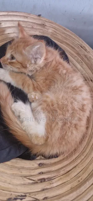 1-3 months Female Purebred Tabby