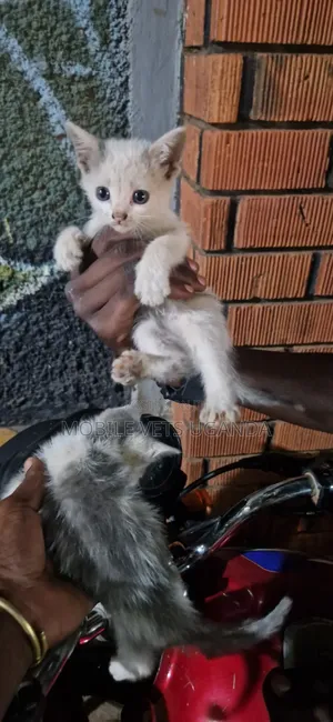 1-3 months Female Purebred Tabby