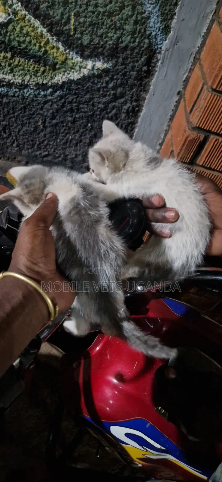 1-3 months Female Purebred Bombay