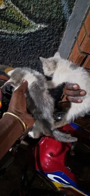 1-3 months Male Purebred Exotic