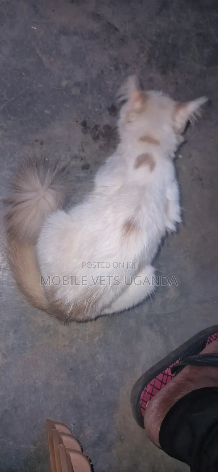 3-6 months Female Purebred Ragdoll