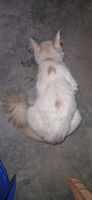3-6 months Female Purebred Bombay