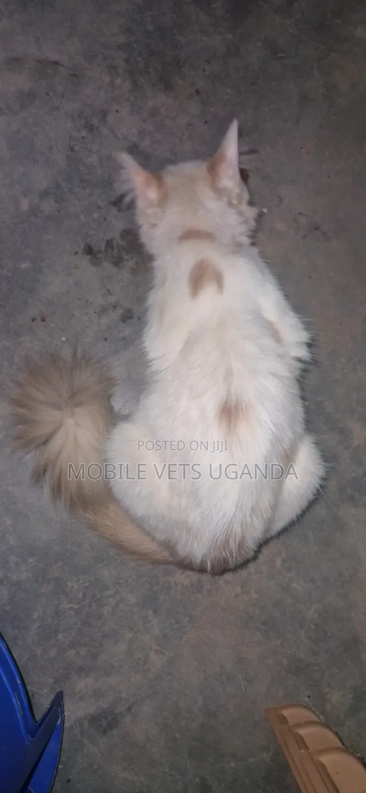 3-6 months Female Purebred Bombay