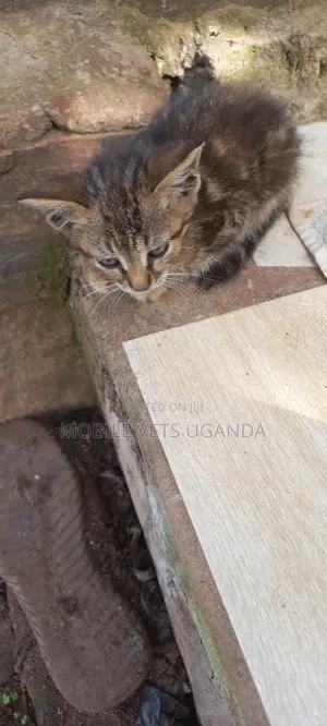 1-3 months Female Purebred Savannah