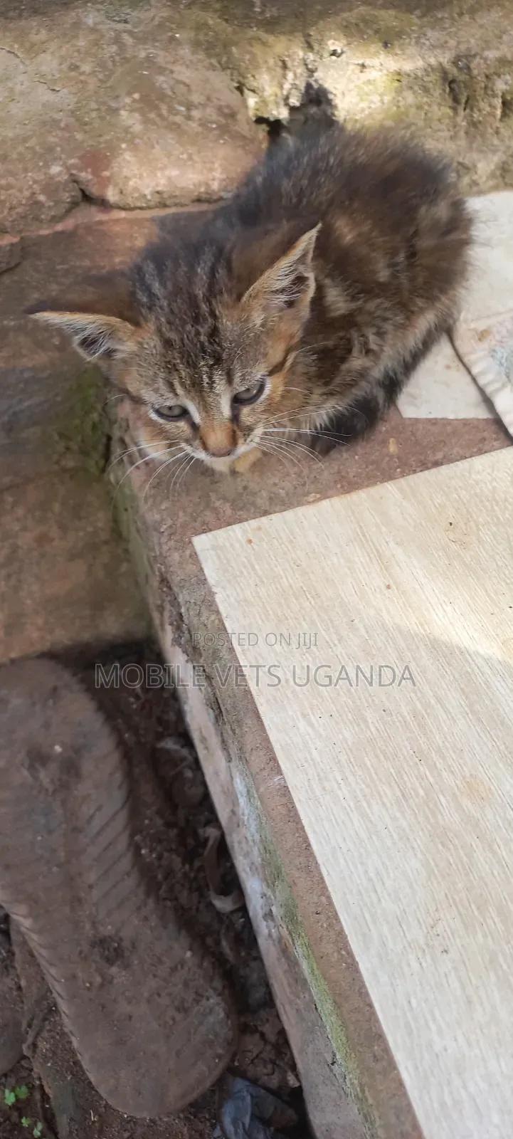 1-3 months Female Purebred Savannah