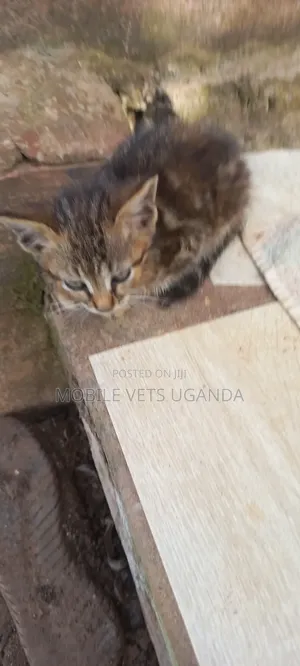 1-3 months Female Purebred Savannah