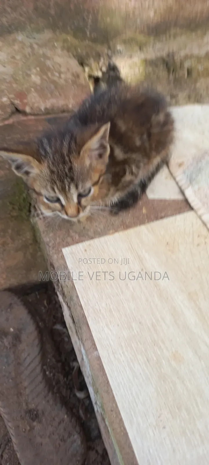1-3 months Female Purebred Savannah