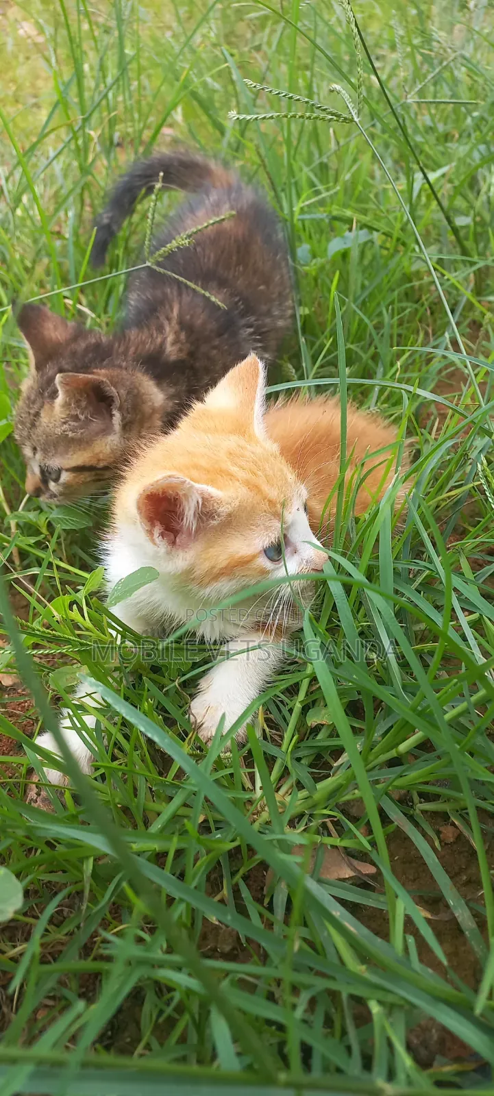 1-3 months Male Purebred American Bobtail