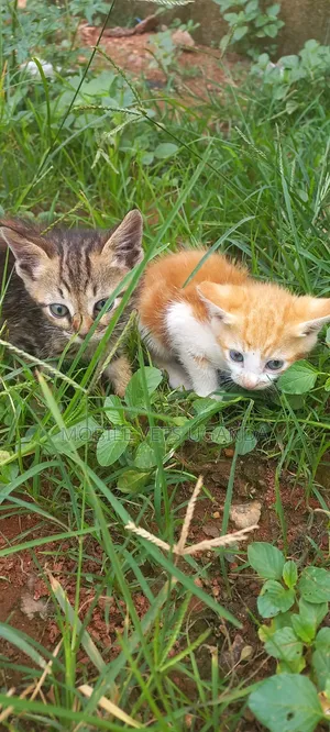 1-3 months Female Purebred American Bobtail