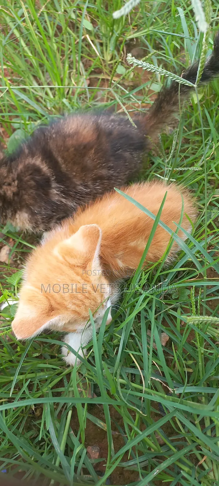 1-3 months Female Purebred Exotic