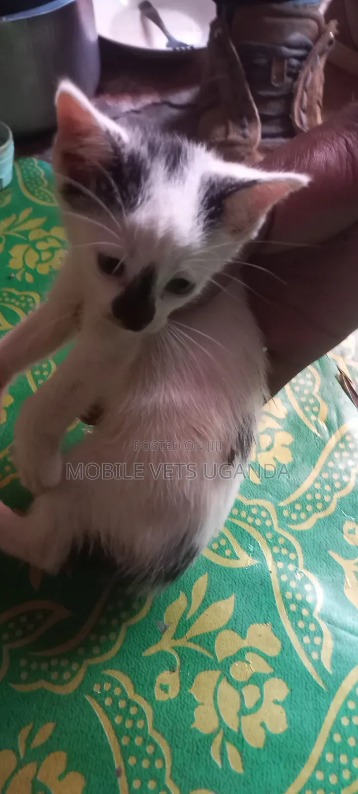 1-3 months Male Purebred Bengal