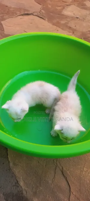 0-1 month Female Purebred Bombay