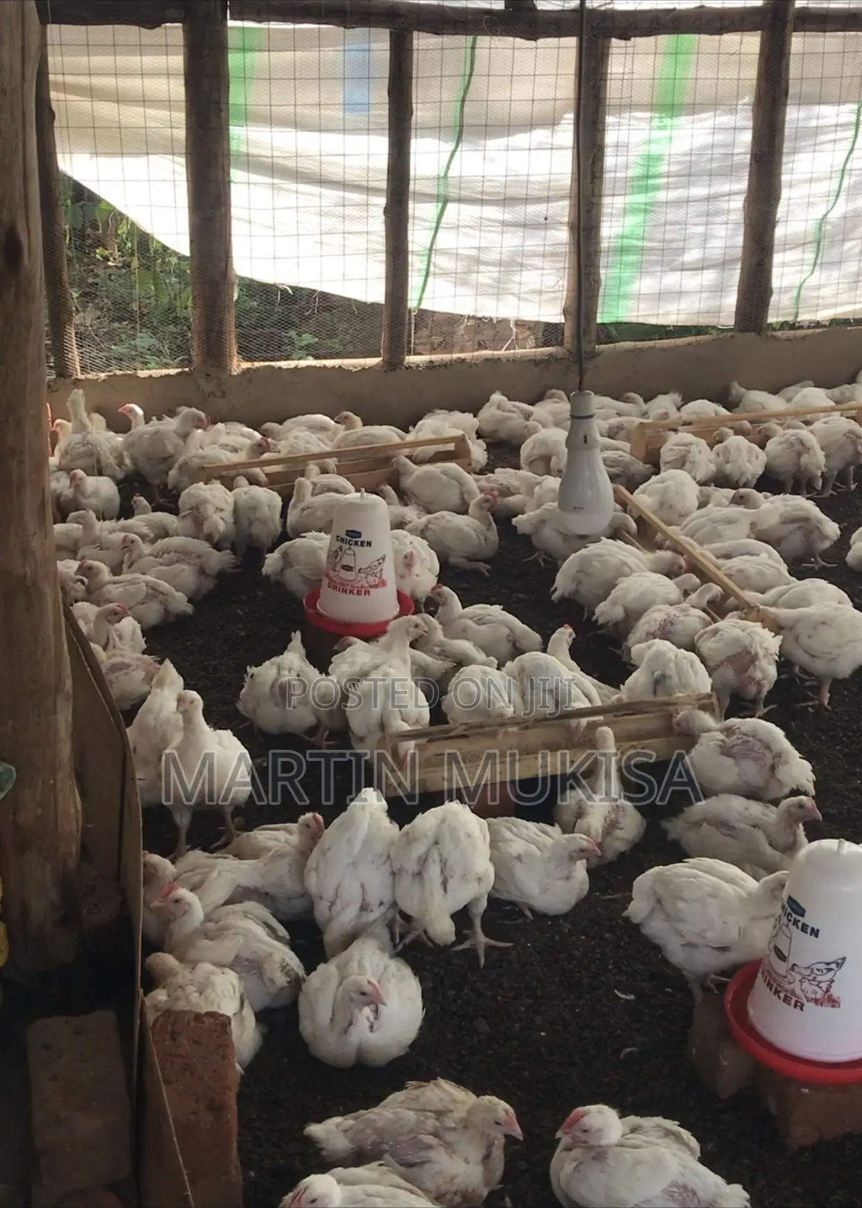 Broilers for Sale
