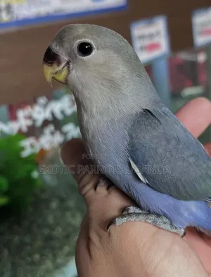 Trained and Friendly Bird Pets