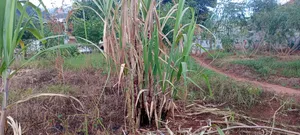 Kulambiro Tuba Land