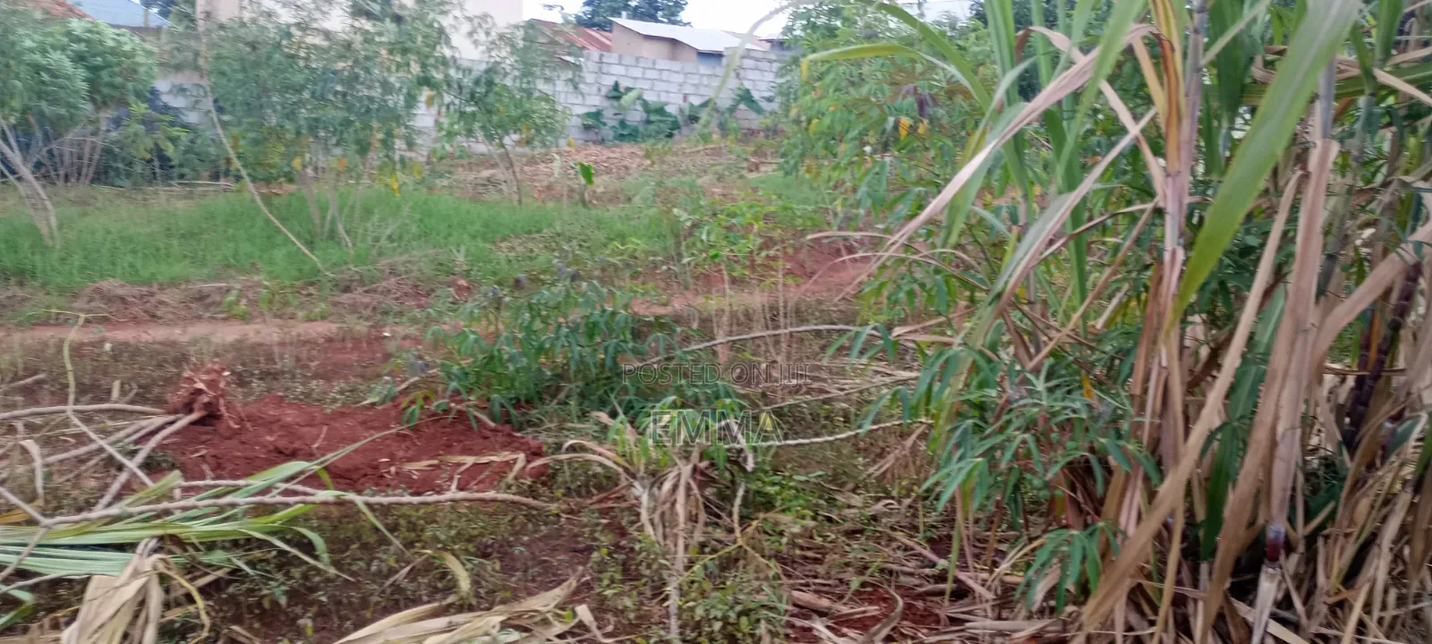 Kulambiro Tuba Land