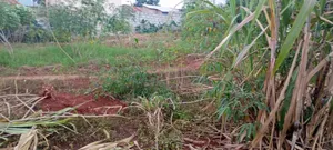 Kulambiro Tuba Land