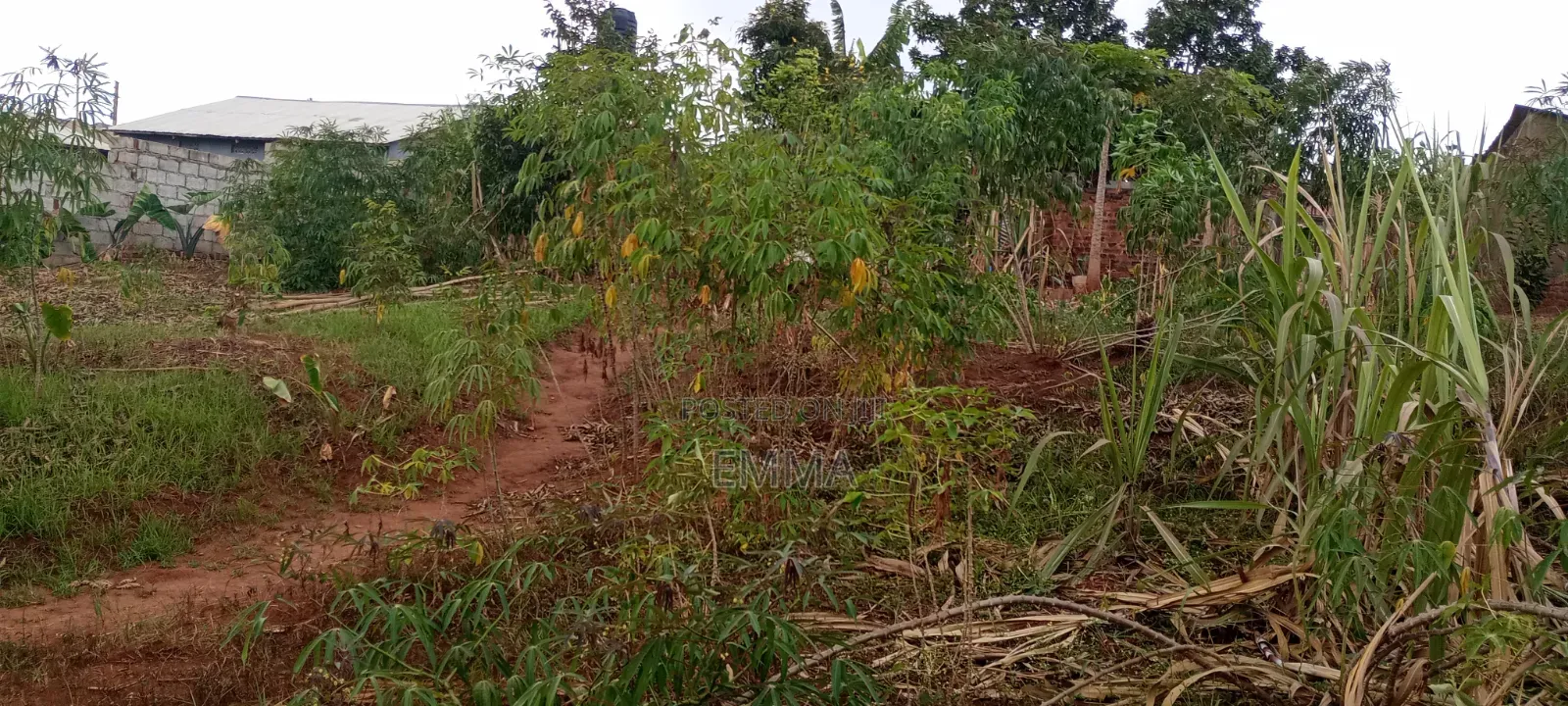 Kulambiro Tuba Land