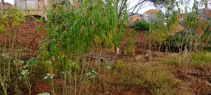 Kulambiro Tuba Land