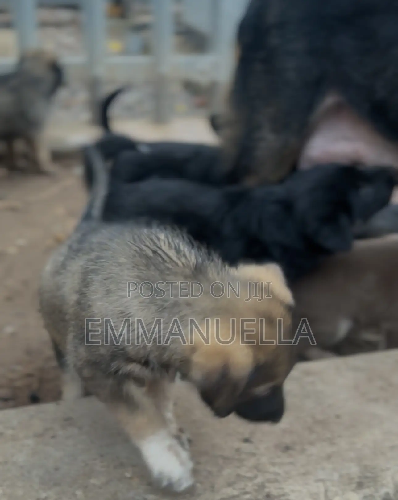 1-3 months Female Purebred German Shepherd