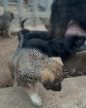 1-3 months Female Purebred German Shepherd