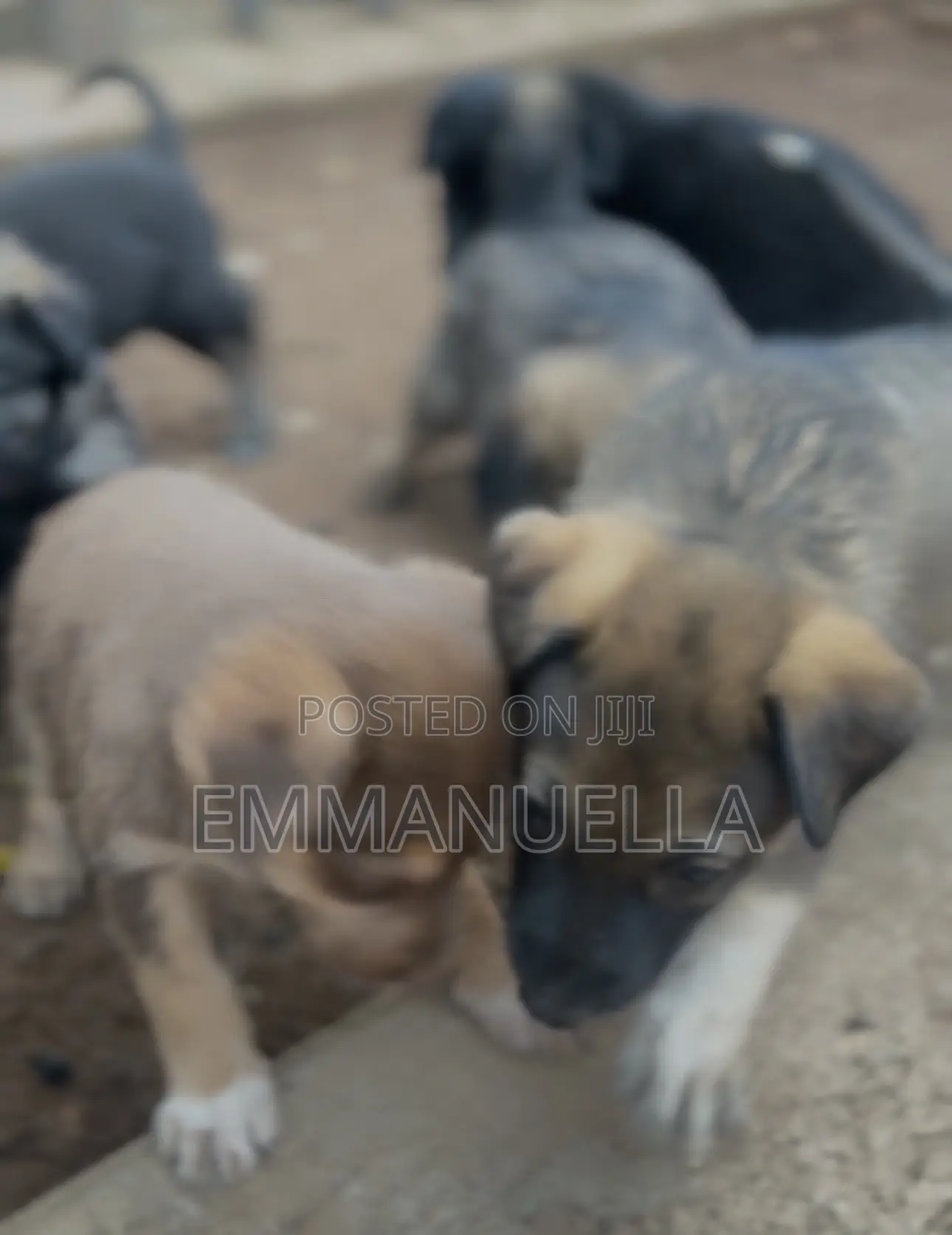 1-3 months Female Purebred German Shepherd