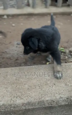 1-3 months Female Purebred German Shepherd