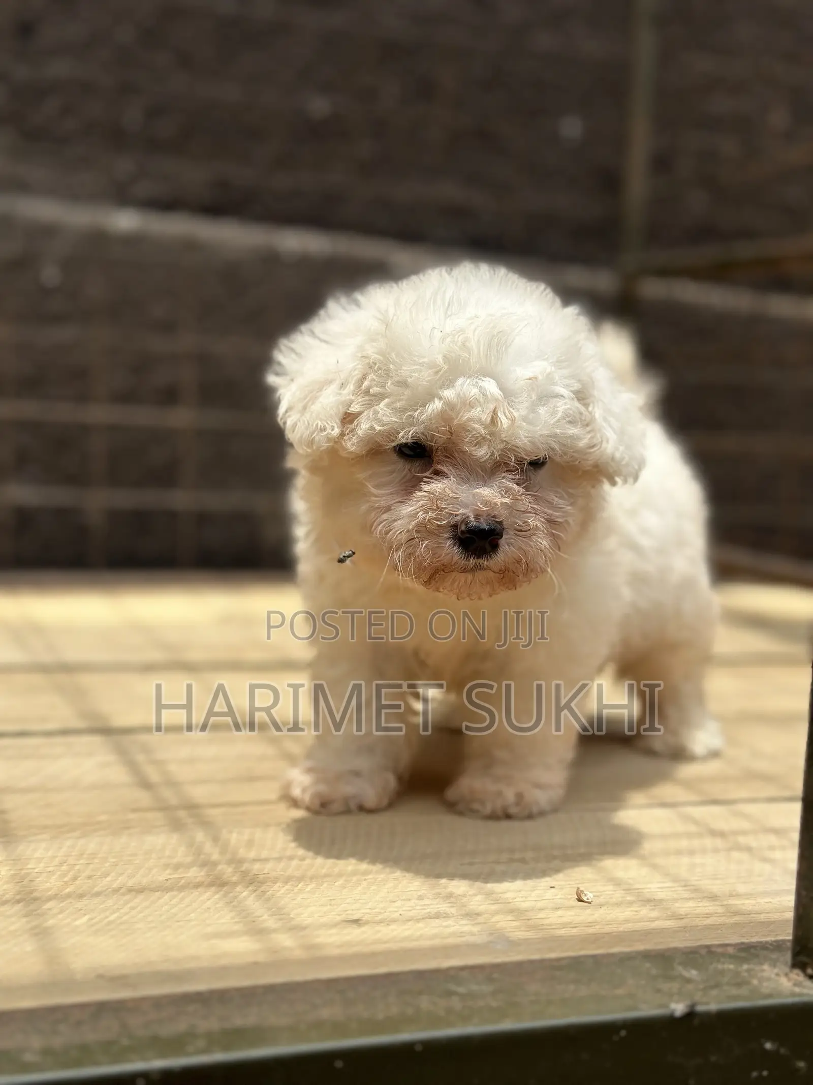 1-3 months Male Purebred Maltese