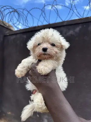 1-3 months Male Purebred Maltese