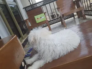 1-3 months Male Purebred Maltese