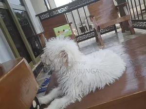 1-3 months Male Purebred Maltese