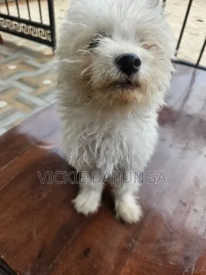 1-3 months Male Purebred Maltese