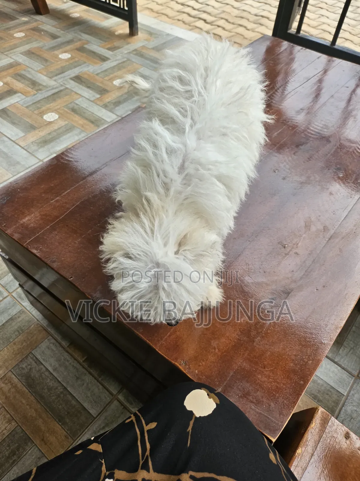 1-3 months Male Purebred Maltese