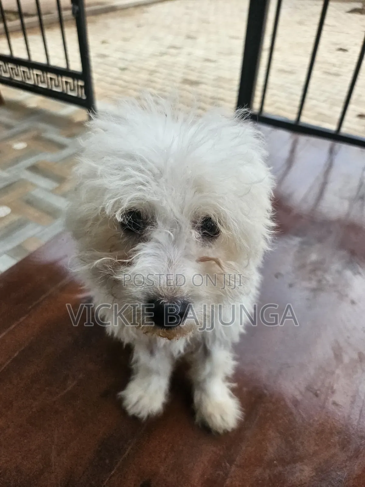 1-3 months Male Purebred Maltese