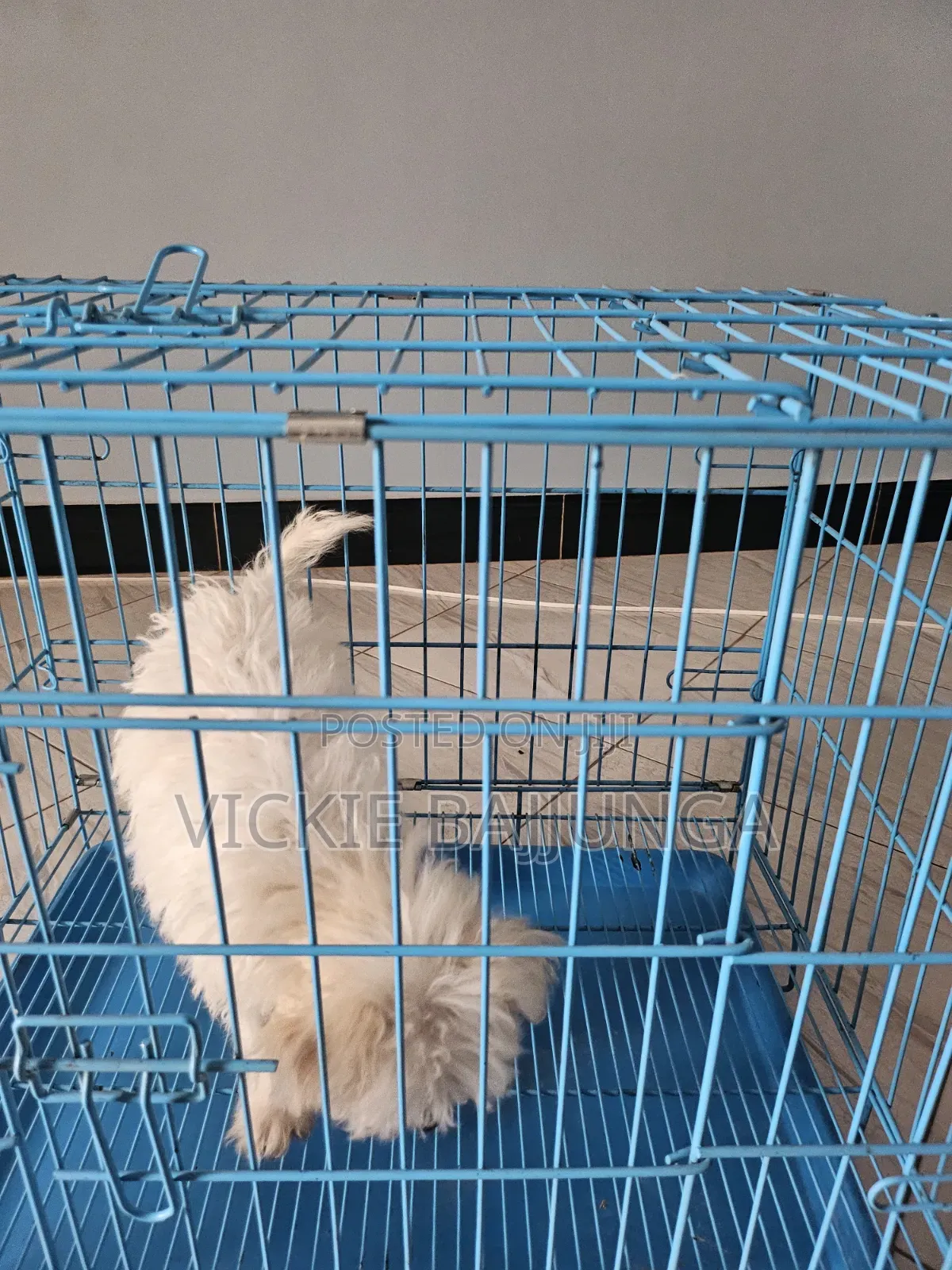 1-3 months Male Purebred Maltese