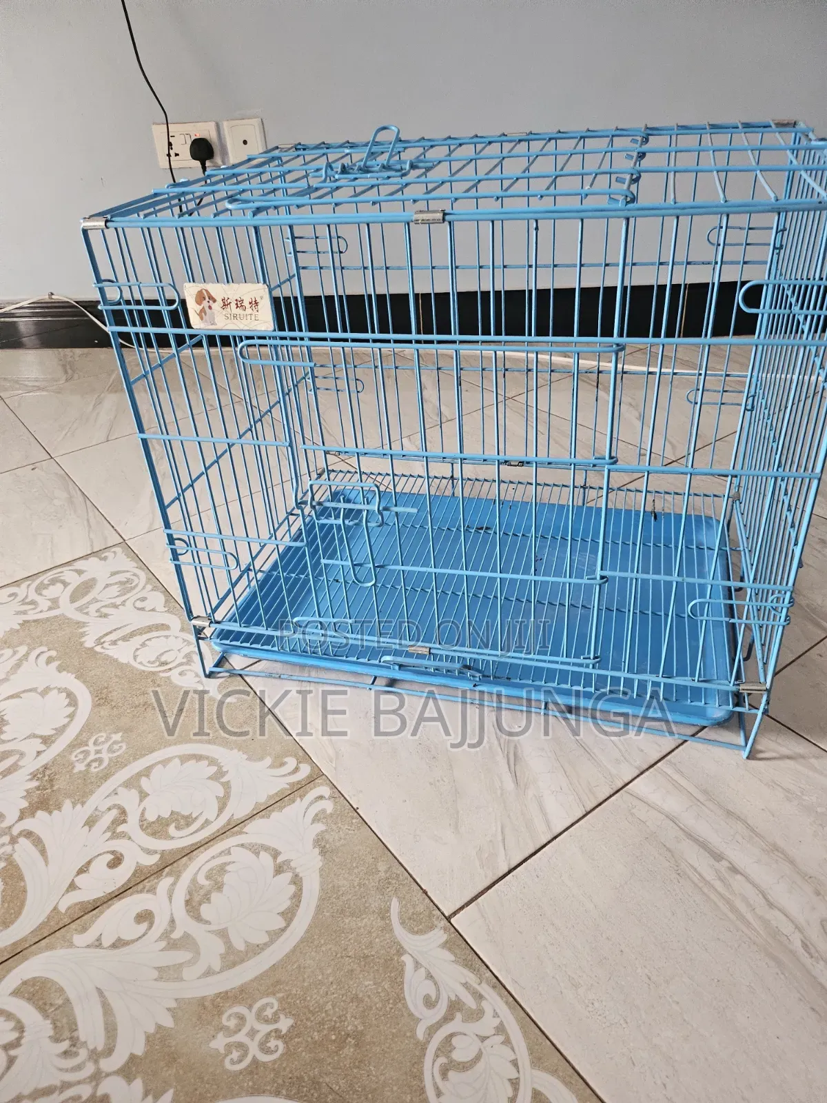 1-3 months Male Purebred Maltese
