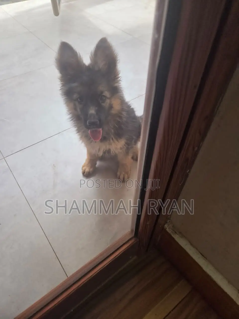 1-3 months Male Purebred German Shepherd