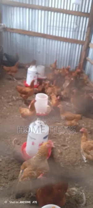 Laying Chickens for Sale