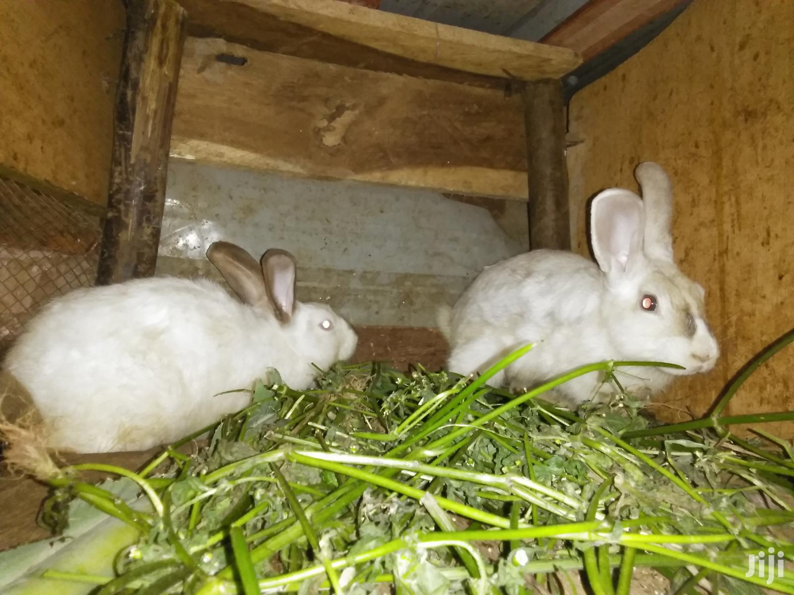 Male Rabbits in Mukono Livestock & Poultry, Hilda Sera Jiji.ug
