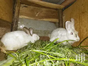 Male Rabbits